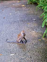 新加坡動物園會懲罰每一個唔做攻略嘅人