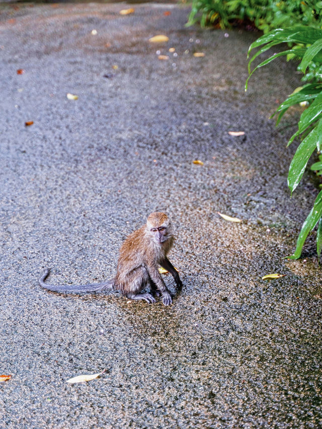 新加坡動物園會懲罰每一個唔做攻略嘅人