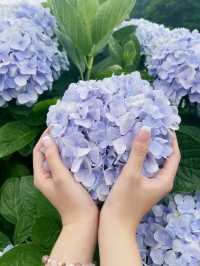 🌸 台灣夏日的浪漫理由：繡球花季 🌸