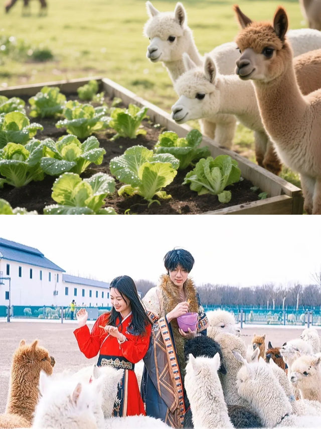 錦繡山河，美好旅程｜天津鄉村之旅全攻略！