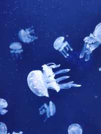 三亞亞特蘭蒂斯水族館|失落之城+海底餐廳+海豚互動
