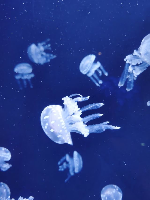 三亞亞特蘭蒂斯水族館|失落之城+海底餐廳+海豚互動