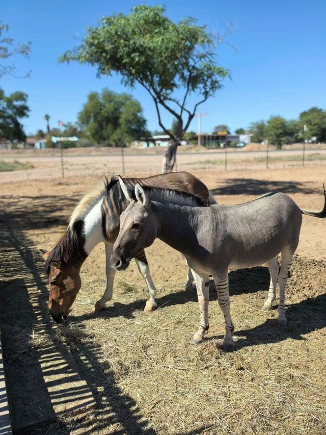 跟團實錄｜納米比亞RIVER CHALETS迷你動物園