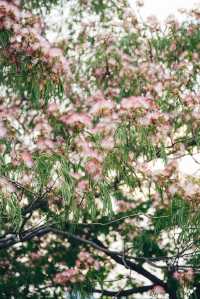 合歡花開| 這抹粉霧藏著初夏的浪漫