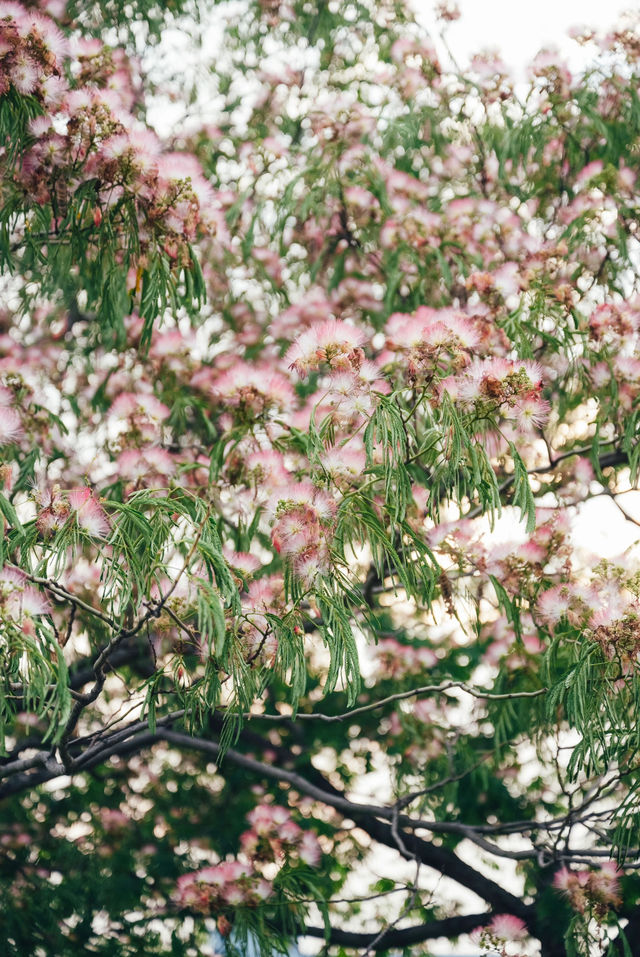 合歡花開| 這抹粉霧藏著初夏的浪漫