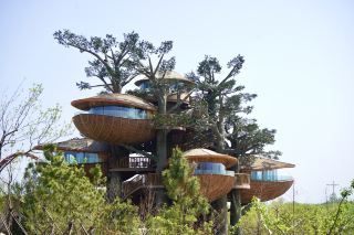In Rizhao, it's said there are only 6 seaside vacation treehouses like these!