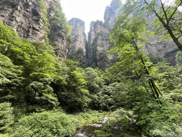 Magical 4 days in Zhangjiajie Park 