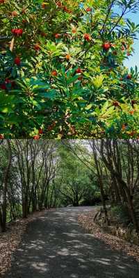 每周一山 | 莫厘峰小環線徒步攻略：清涼夏日走起！