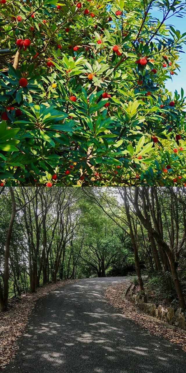 每周一山 | 莫厘峰小環線徒步攻略：清涼夏日走起！