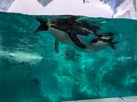 【珠海長隆海洋王國超全遊玩攻略】