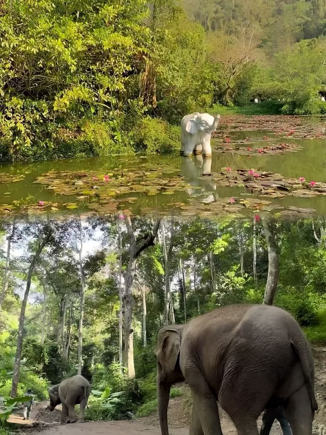 西雙版納超全旅遊攻略｜一篇在手，版納我有