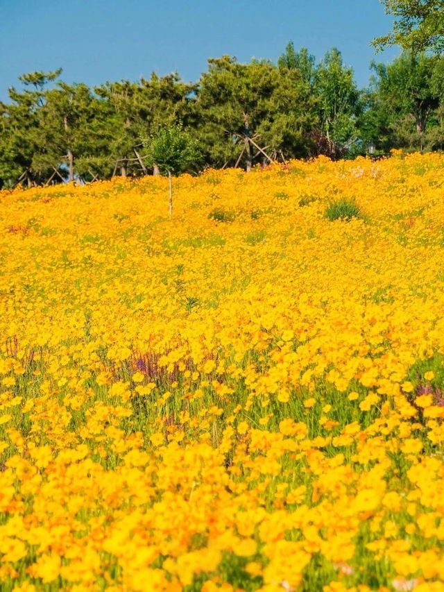 初夏限定！青島呢座小島，花開成海一眼淪陷！！