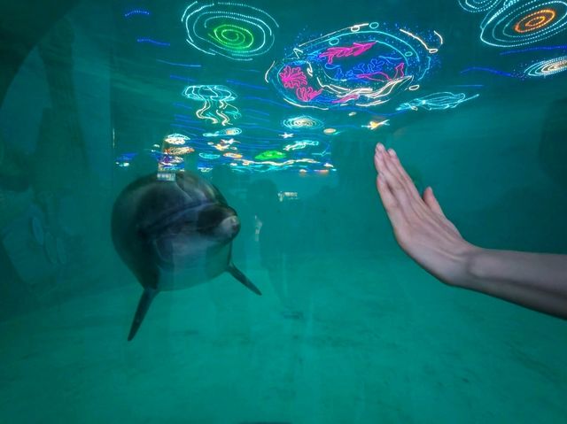 成都極地海洋公園深度漫遊指南｜避開人潮的私房攻略