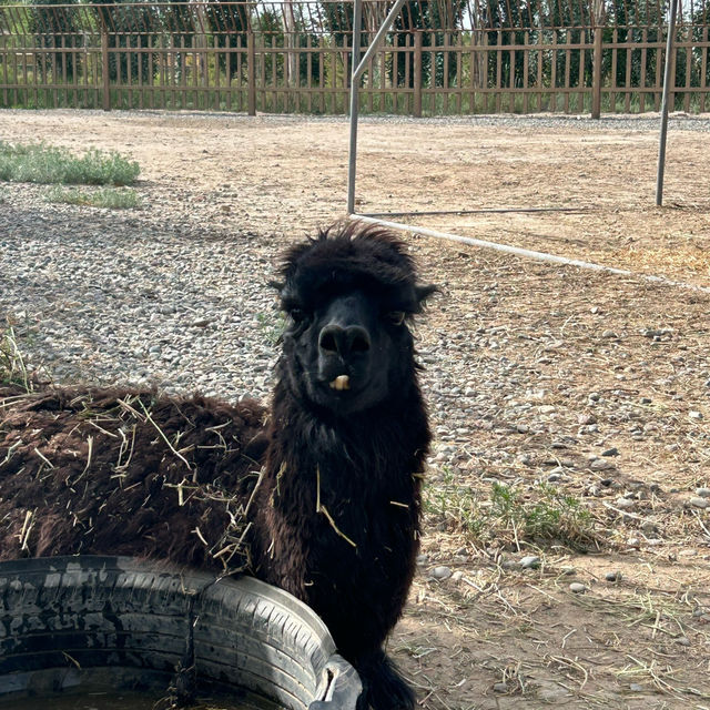Shenzhou Desert Wildlife Zoo - 神州荒漠野生动物园!