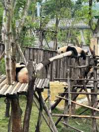 The Pandas of Chengdu!