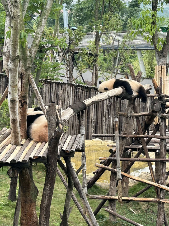 The Pandas of Chengdu!