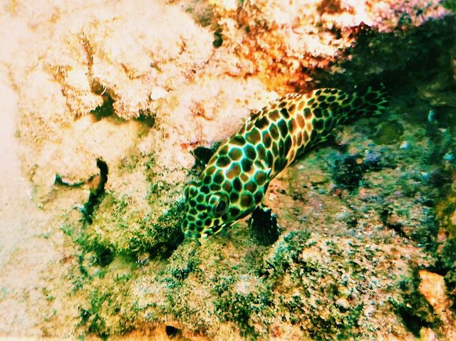 Koh Lipe’s Underwater Wonderland: The Ultimate Snorkeling Guide