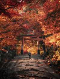 日本紅葉3大區穩妥觀賞期指南來啦