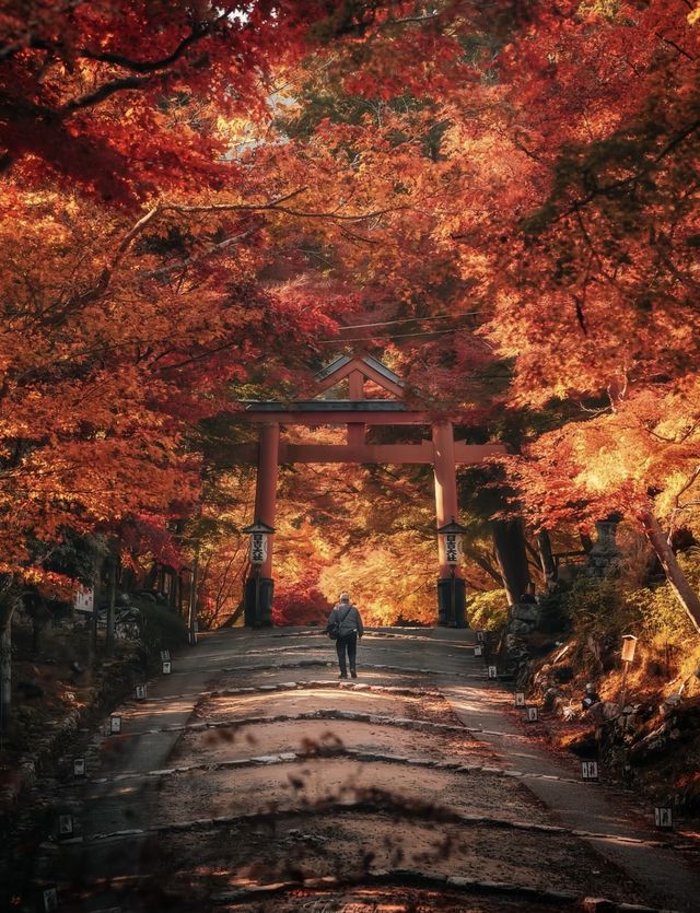 日本紅葉3大區穩妥觀賞期指南來啦