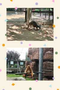 臨沂動植物園：藏在城央的自然秘境   當沂沭河畔的微風掠過竹林，大熊貓銀柯正捧著竹筍悠閒進食；猛獸區
