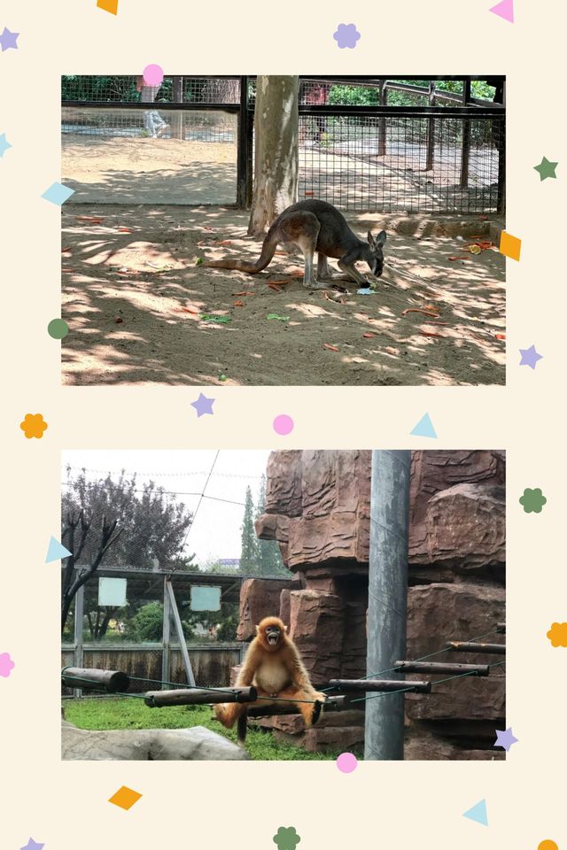 臨沂動植物園：藏在城央的自然秘境   當沂沭河畔的微風掠過竹林，大熊貓銀柯正捧著竹筍悠閒進食；猛獸區