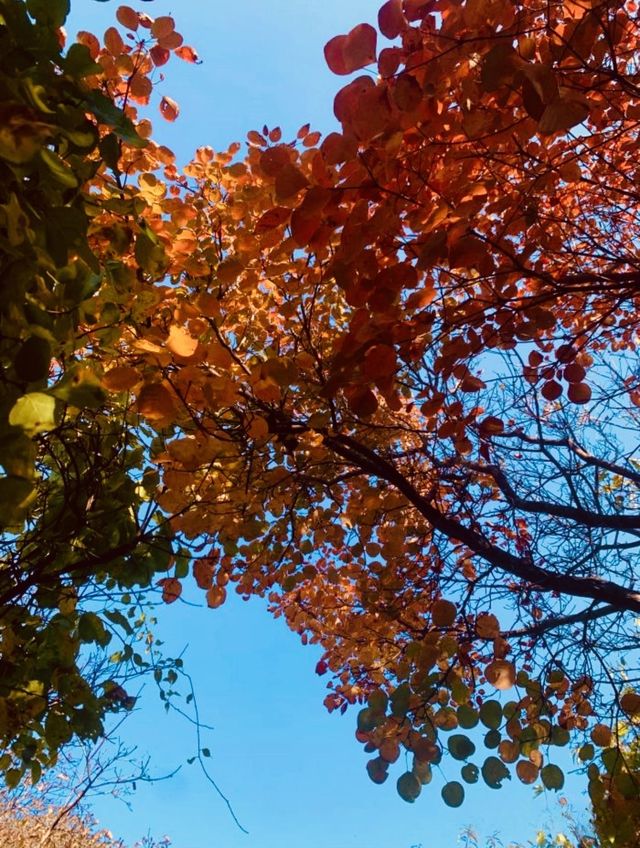 【濟南紅葉谷遊玩全攻略】一年僅此一季，邂逅泉城最美秋色！