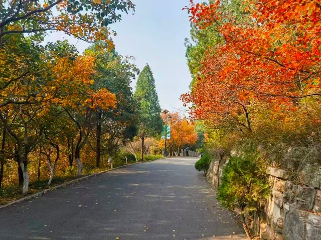 賞秋泉城濟南的秋天沉靜溫柔