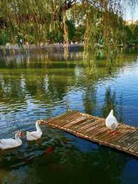 100% Perfect Photo Opportunities by Cuihu Lake in Autumn – Enjoy a Relaxing Off-Peak Stay at Crowne Plaza Kunming City Centre