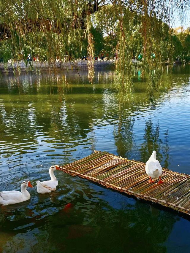 100% Perfect Photo Opportunities by Cuihu Lake in Autumn – Enjoy a Relaxing Off-Peak Stay at Crowne Plaza Kunming City Centre