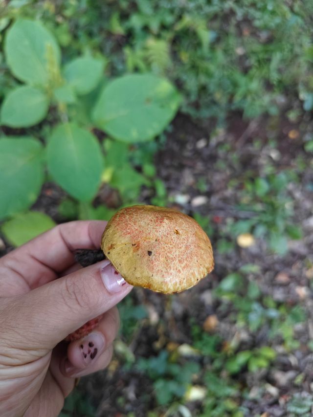 集裝箱露營新玩法