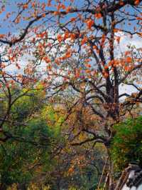 武漢2h直達！中國甜柿第一村，秋天就該這麼玩