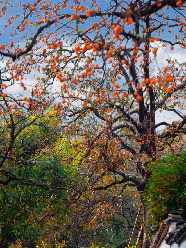 武漢2h直達！中國甜柿第一村，秋天就該這麼玩