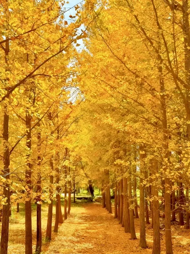 10月實況！北京40分鐘直達絕美銀杏林，人少到承包整片秋