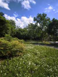 滬上秋韻 | 邂逅唐城文化公園的斑斕景色