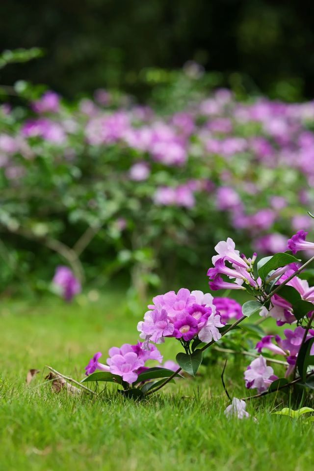 絕美花海打卡地桂花園蒜香藤驚艷綻放 絕美花海打卡地桂花園蒜香藤驚艷綻放