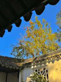 蘇州秋日限定|銀杏和紅楓點綴的五彩園林