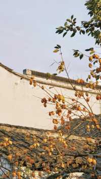 蘇州|這棵柿子樹已經紅啦