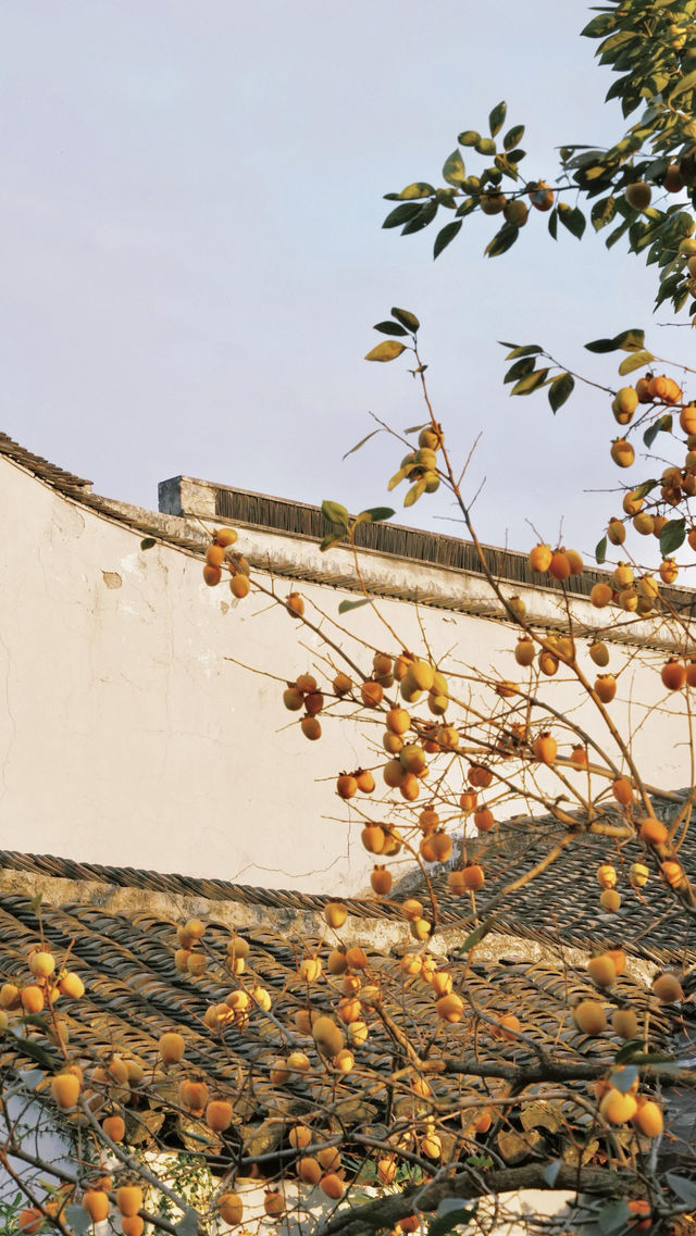 蘇州|這棵柿子樹已經紅啦 蘇州|這棵柿子樹已經紅啦