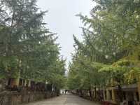 11月7日南雄帽子峰銀杏葉實拍