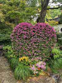 曲水園的菊花展已經幫你們看過了