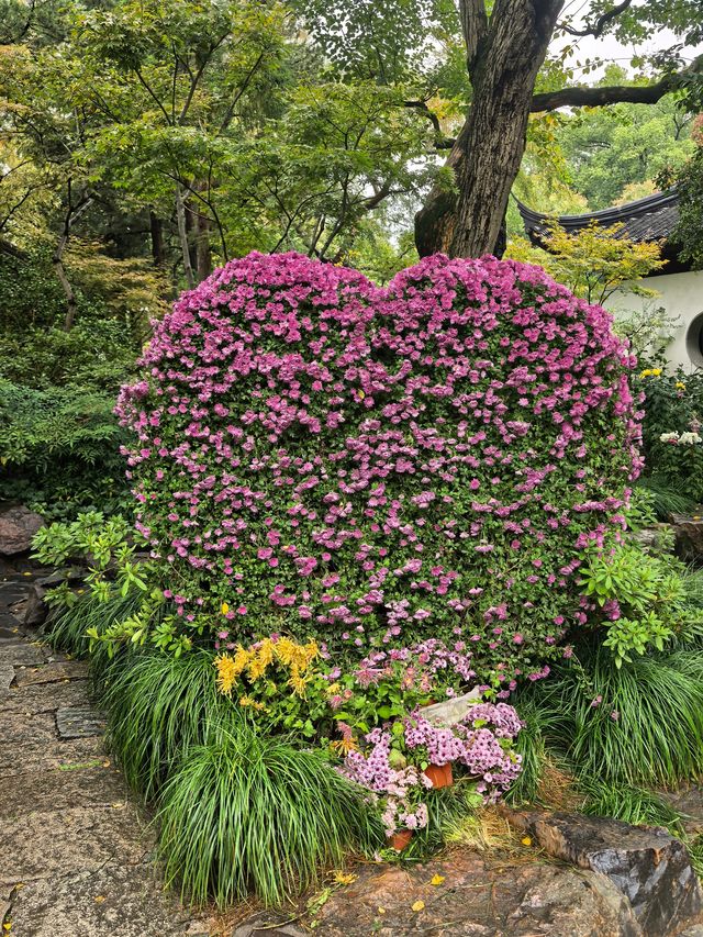曲水園的菊花展已經幫你們看過了 曲水園的菊花展已經幫你們看過了