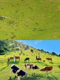 逃離城市當「牛馬」，奔赴大姆山的草甸狂歡