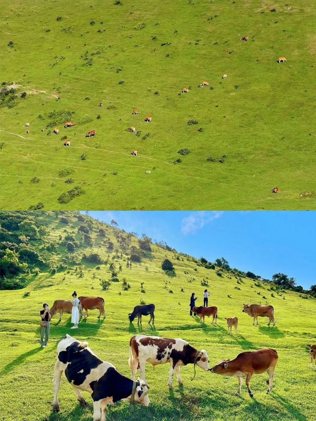 逃離城市當「牛馬」，奔赴大姆山的草甸狂歡