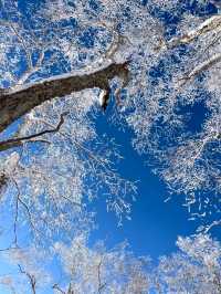 阿爾山冬日出逃計劃闖入冰雪童話與晨霧仙境！