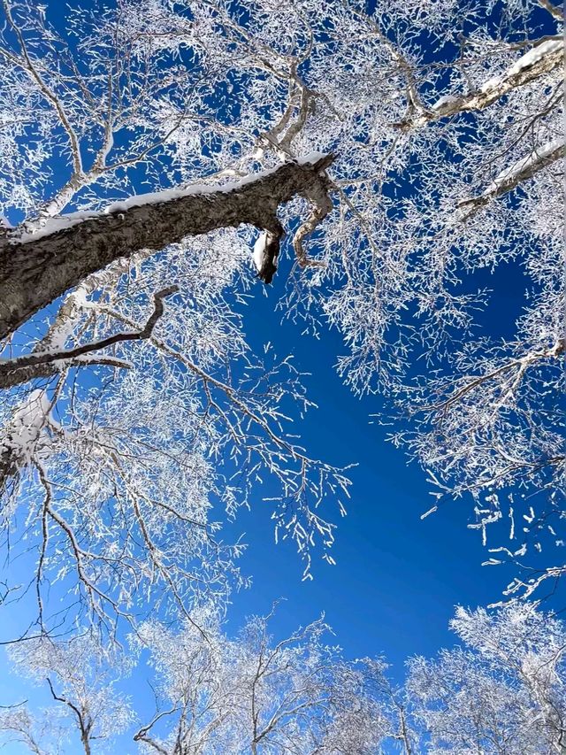 阿爾山冬日出逃計劃闖入冰雪童話與晨霧仙境！
