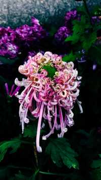 銀杏菊韻寶藏拍攝地