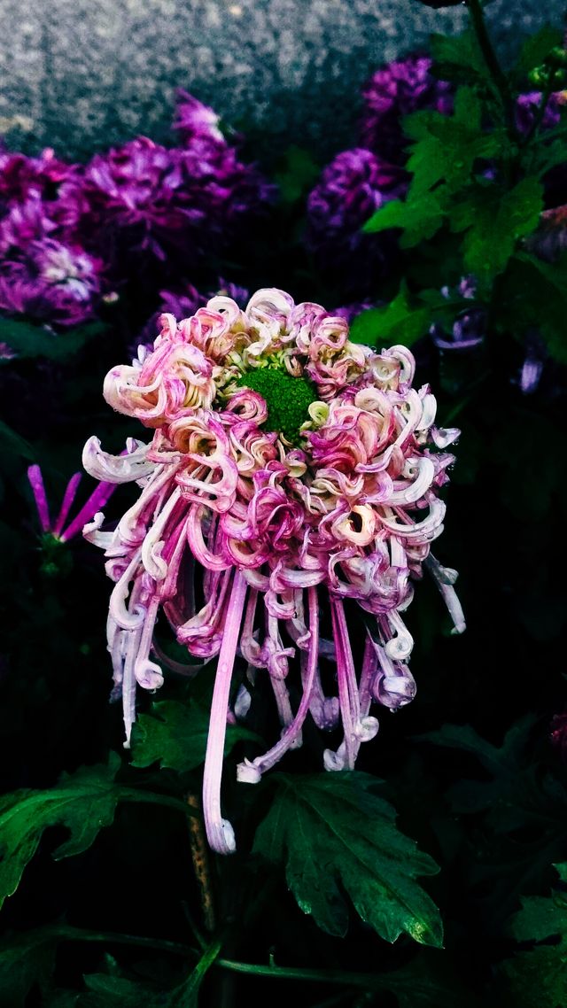 銀杏菊韻寶藏拍攝地 銀杏菊韻寶藏拍攝地