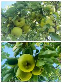 秋之韻：凋零與豐收的交響