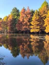 尊嘟紅了本週末就衝明孝陵燕雀湖