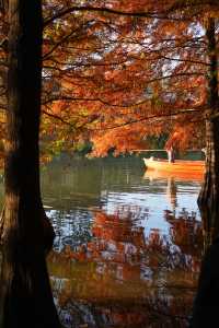 一腳跌進燕雀湖油畫森林